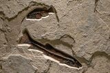 Museum-Quality Green River Fossil Fish Triptych #369070-4